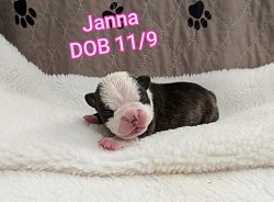 Janna, Black & White Brindle girl (Reserved