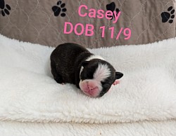 Casey, Black & White Brindle girl (Reserved