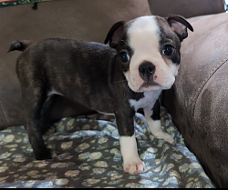 Jelly, Black, White & Brindle girl (Reserved