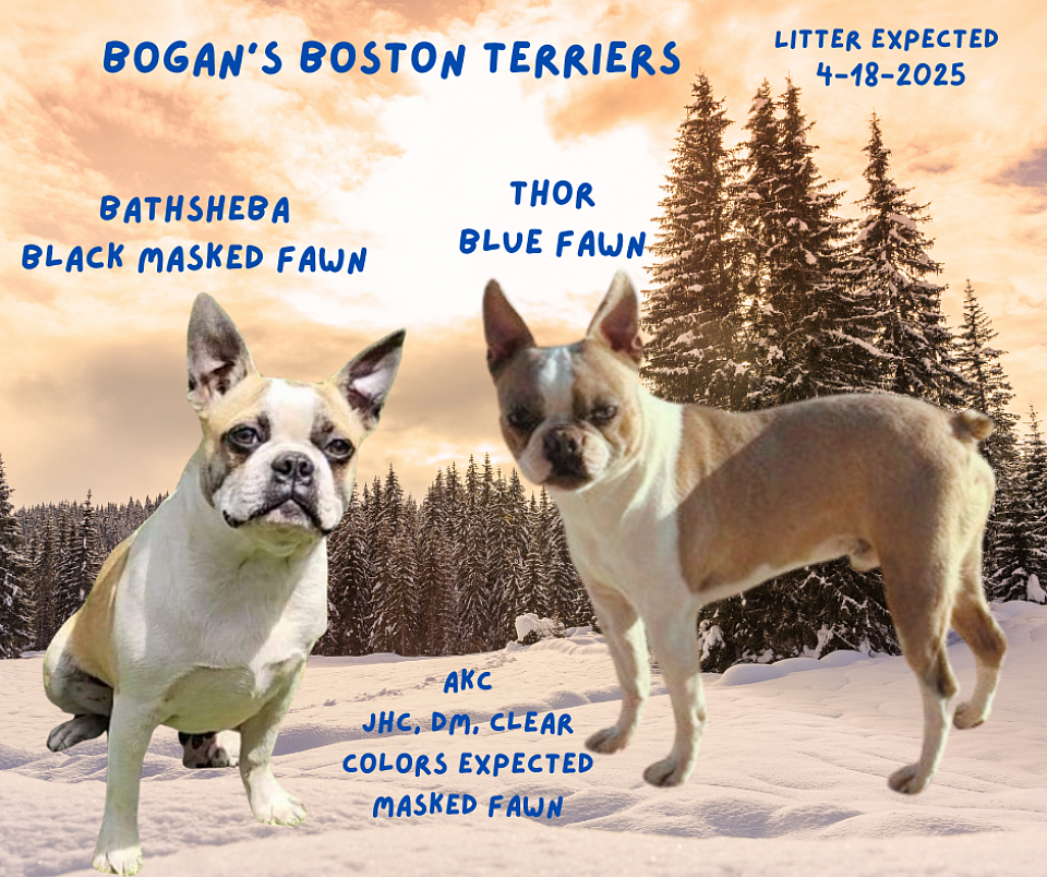 Black Masked & Blue Fawn Boston Terrier Puppies.