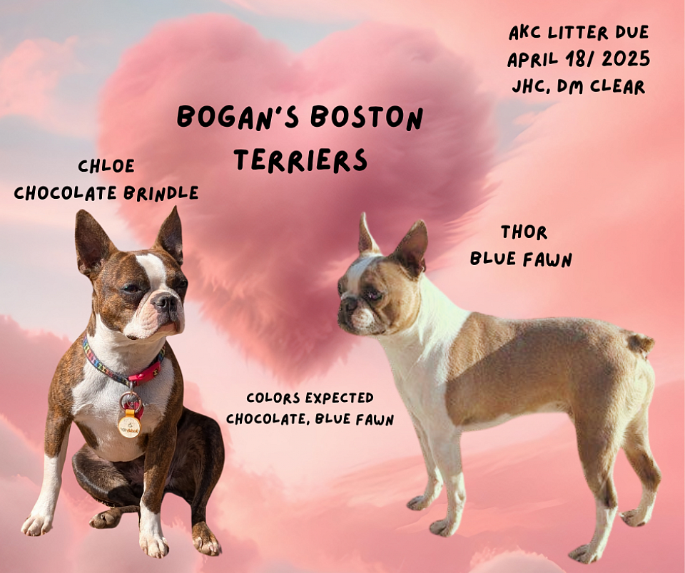 Chloe is a chocolate brindle Boston Terrier.