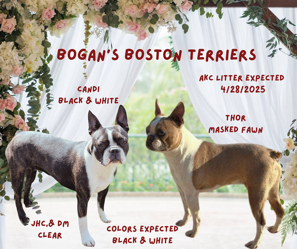 Candi & Thor will have black and white Boston Terrier Puppies.