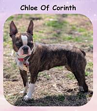 Chocolate Brindle Girl