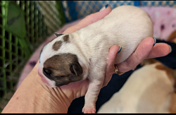 Splash McGee (Reserved