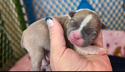Blue Masked Fawn Boy (Reserved)