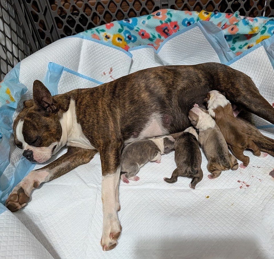 4 Beautiful Babies Born 4-17-2025