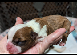Red & White Girl (Reserved)