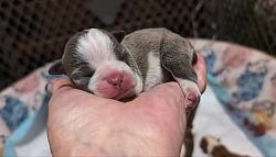 Blue & White Girl (Reserved)