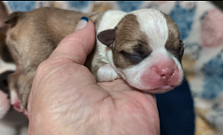 Blue Fawn Boy (Reserved)