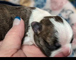 Black Brindle Boy