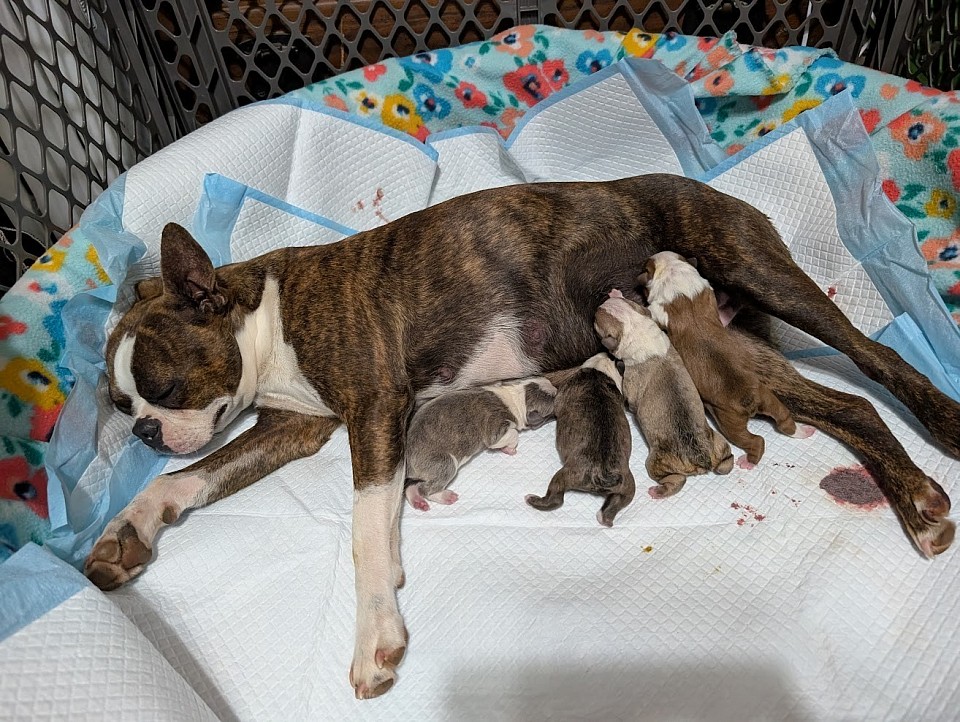 Chloe - gave us 4 amazing babies April 17/2025