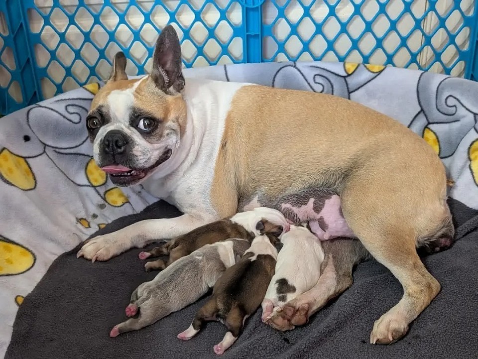 Bath-Sheba - gave us 4 spectacular babies April 16/2025