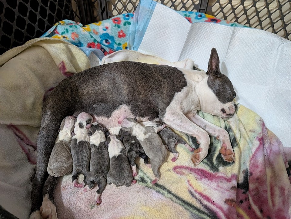 Delilah gave us 7 gorgeous blue babies.