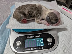 Blue fawn girl ( Mosa )Reserved