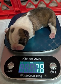 Black masked fawn girl (Reserved Ellie Ault)