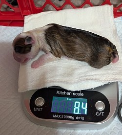Black masked fawn girl (Reserved
