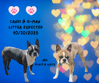 Litter expected November 2025 ( black & white )