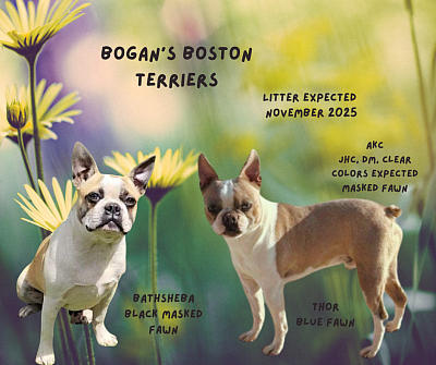 Litter Expected Nov 2025 (Black masked fawn)