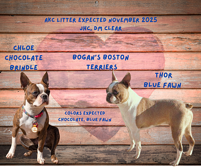Litter Expected Nov 2025 ( Blue Fawn, Masked, Red )