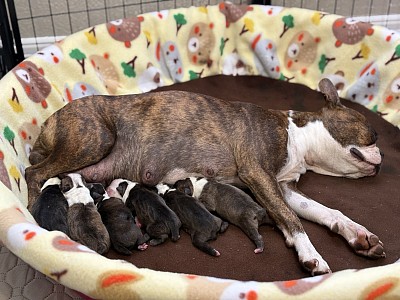 Baby Boston Terriers of Color