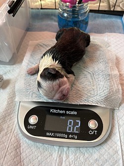 CeCe black & white girl (Reserved