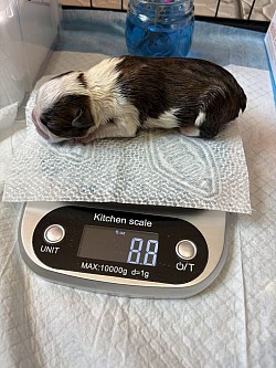 Calvin Black Masked Fawn Boy (Reserved