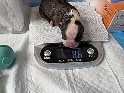 Clara Black Masked Fawn Girl(Reserved