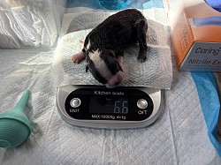 Betty Black & White Girl(Reserved