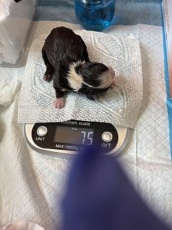 Titus Black Brindle with White Boy