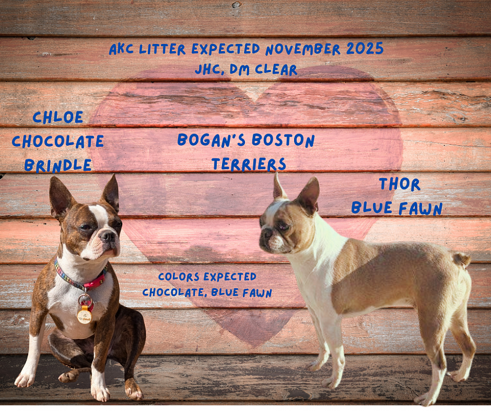 Chloe the Chocolate Brindle & Thor the Blue Fawn