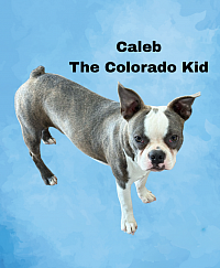 Caleb The Colorado Kid Blue Brindle