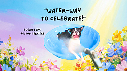 Boston Terrier Summer Fun