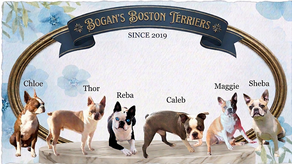 I currently have a 6 Pack of Boston's, all colors❤️