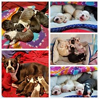 Traditional Black and white, Blue and white, Honey Cream, Black Masked Fawn, Red Fawn, Lilac