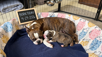 Champ, Chocolate Brindle Boy (Reserved