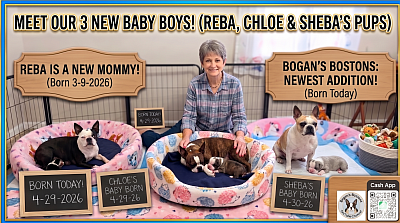 3 Baby Boys (Reserved