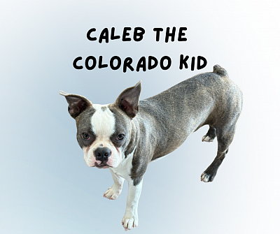 Blue Brindle, Carries Creme