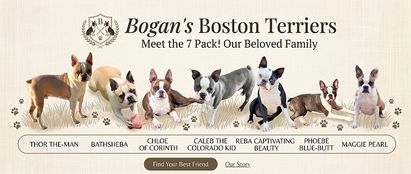 I currently have a 7 Pack of Boston's, all colors❤️