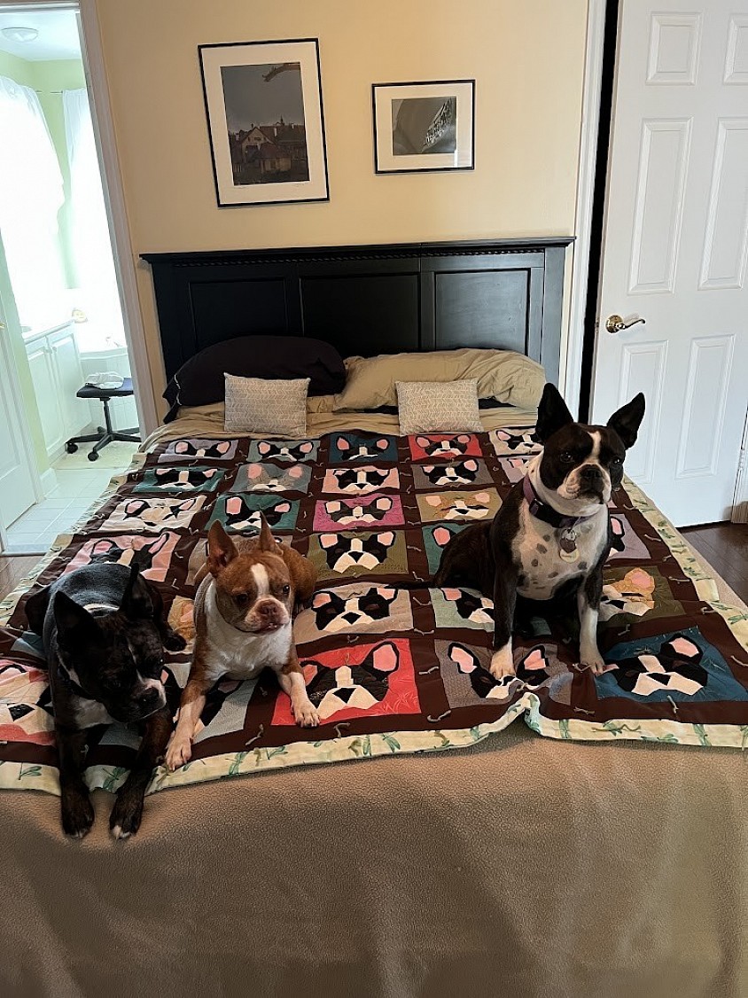 Live Boston Terriers not included😉